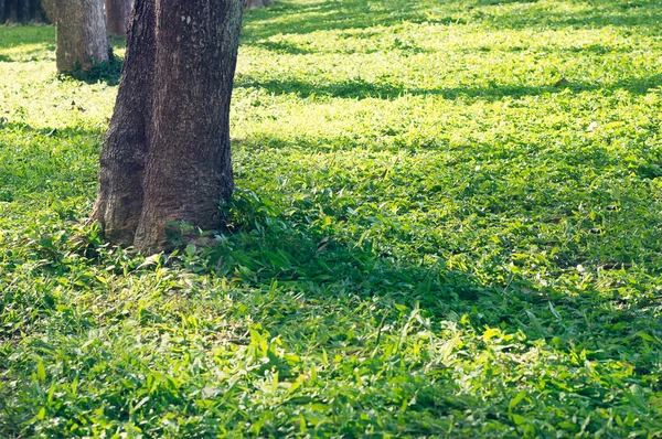 Sollys på gress i parken – stockfoto