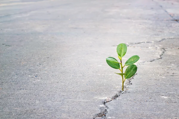 年轻的植物生长在裂纹街道、 希望和令人印象深刻的情感 — 图库照片