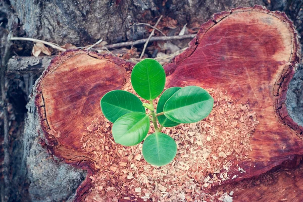 Planta jovem que cresce no corte vestido de árvore grande — Fotografia de Stock