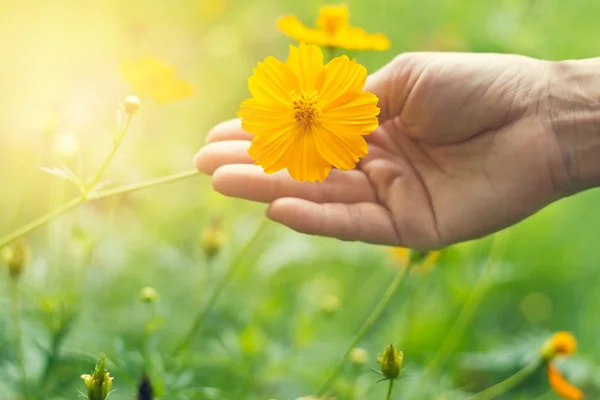 Turuncu gerber çiçek yeşil doğa arka plan üzerinde elinde — Stok fotoğraf