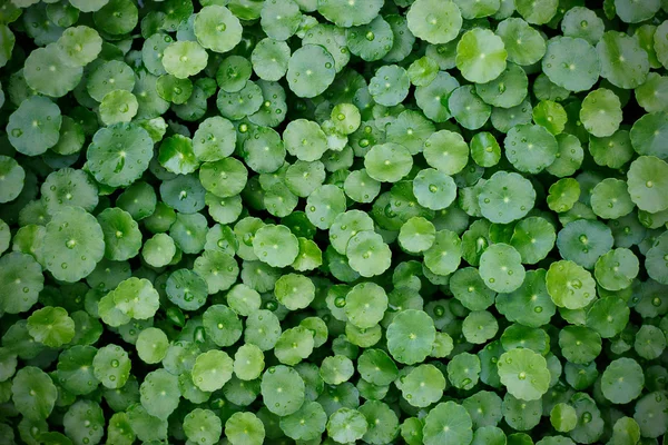 Waternavel achtergrond, na de regen, Water Pennywort, Azorella asiatica — Stockfoto