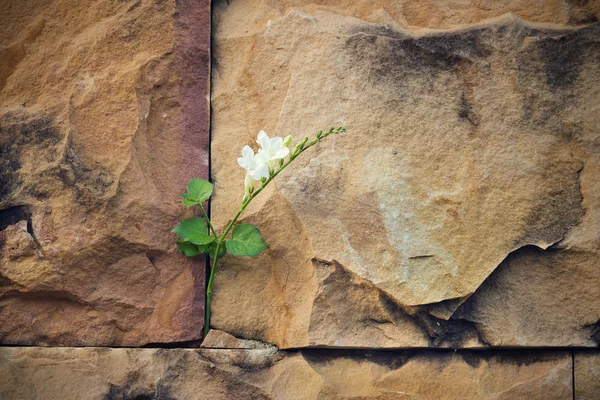 Λευκό λουλούδι αυξάνεται σε ρωγμή πέτρινο τοίχο μαλακή εστίαση, κενό κείμενο — Φωτογραφία Αρχείου