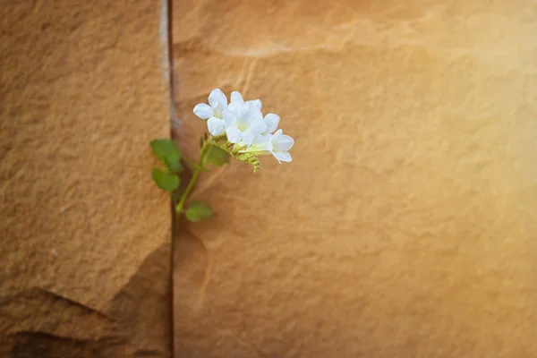 Λευκό λουλούδι αυξάνεται σε πέτρινο τοίχο ρωγμή, μαλακή εστίαση, ζεστό χρωματικό τόνο, κενό κείμενο — Φωτογραφία Αρχείου