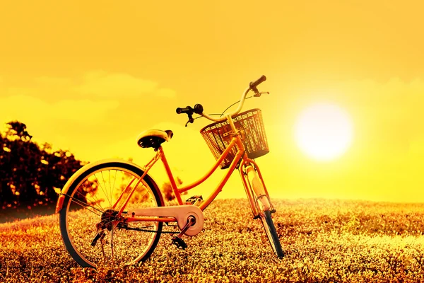 Bicicletta colorata sul campo di fiori sullo sfondo del tramonto, tono di colore caldo — Foto Stock