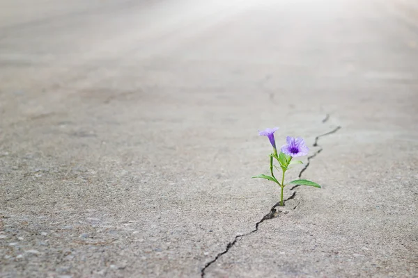 Flor púrpura creciendo en la calle crack, enfoque suave, texto en blanco —  Fotos de Stock