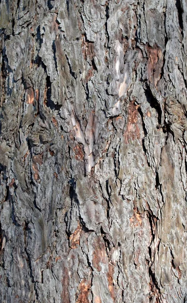 Alerce Árbol Tronco Gris Corteza Áspera Textura Día Soleado —  Fotos de Stock