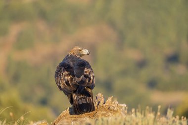 Altın Kartal (Aquila chrysaetos), Sierra de Guadarrama, Madrid, İspanya.