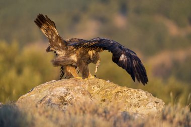 Altın Kartal (Aquila chrysaetos), Sierra de Guadarrama, Madrid, İspanya.