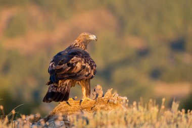 Altın Kartal (Aquila chrysaetos), Sierra de Guadarrama, Madrid, İspanya.