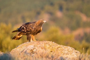 Altın Kartal (Aquila chrysaetos), Sierra de Guadarrama, Madrid, İspanya.