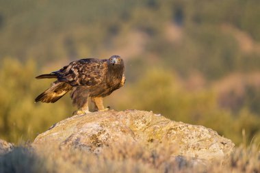 Altın Kartal (Aquila chrysaetos), Sierra de Guadarrama, Madrid, İspanya.