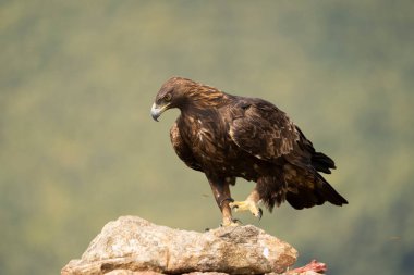 Altın Kartal (Aquila chrysaetos), Sierra de Guadarrama, Madrid, İspanya.