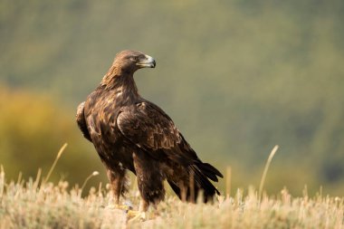 Altın Kartal (Aquila chrysaetos), Sierra de Guadarrama, Madrid, İspanya.