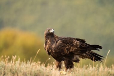 Altın Kartal (Aquila chrysaetos), Sierra de Guadarrama, Madrid, İspanya.