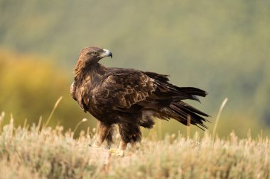Altın Kartal (Aquila chrysaetos), Sierra de Guadarrama, Madrid, İspanya.