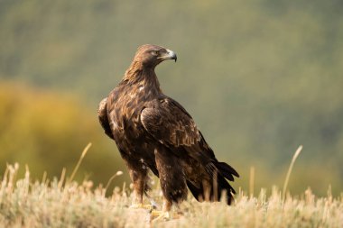 Altın Kartal (Aquila chrysaetos), Sierra de Guadarrama, Madrid, İspanya.