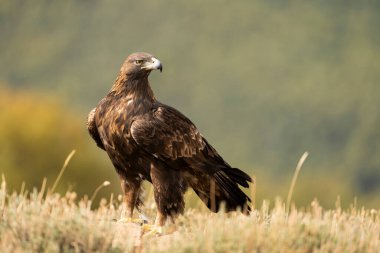 Altın Kartal (Aquila chrysaetos), Sierra de Guadarrama, Madrid, İspanya.