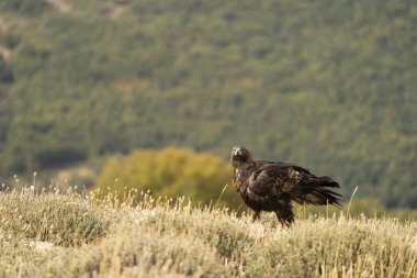 Altın Kartal (Aquila chrysaetos), Sierra de Guadarrama, Madrid, İspanya.