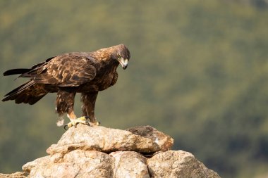 Altın Kartal (Aquila chrysaetos), Sierra de Guadarrama, Madrid, İspanya.