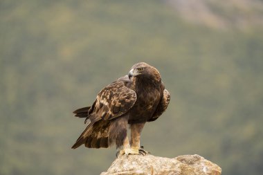Altın Kartal (Aquila chrysaetos), Sierra de Guadarrama, Madrid, İspanya.