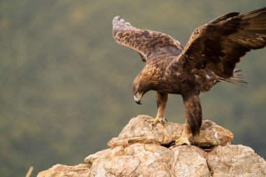 Altın Kartal (Aquila chrysaetos), Sierra de Guadarrama, Madrid, İspanya.