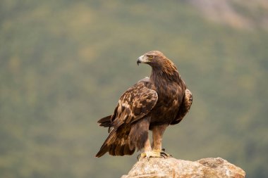 Altın Kartal (Aquila chrysaetos), Sierra de Guadarrama, Madrid, İspanya.