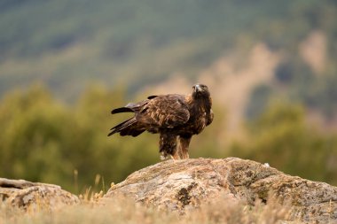 Altın Kartal (Aquila chrysaetos), Sierra de Guadarrama, Madrid, İspanya.