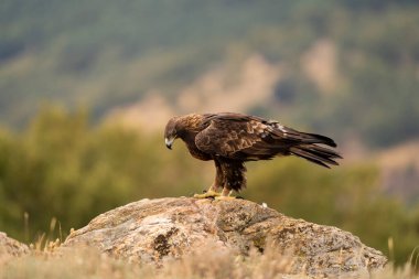 Altın Kartal (Aquila chrysaetos), Sierra de Guadarrama, Madrid, İspanya.