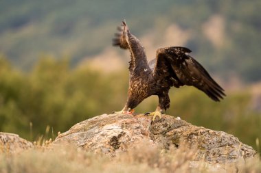 Altın Kartal (Aquila chrysaetos), Sierra de Guadarrama, Madrid, İspanya.