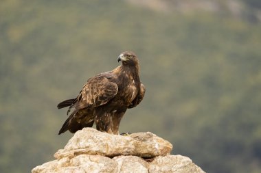 Altın Kartal (Aquila chrysaetos), Sierra de Guadarrama, Madrid, İspanya.