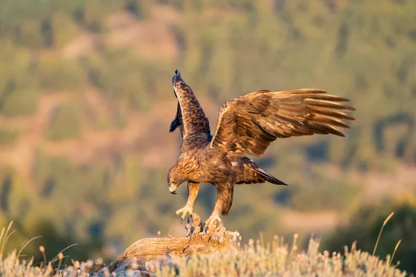 Altın Kartal (Aquila chrysaetos), Sierra de Guadarrama, Madrid, İspanya.