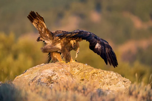 Altın Kartal (Aquila chrysaetos), Sierra de Guadarrama, Madrid, İspanya.