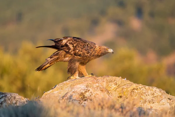 Altın Kartal (Aquila chrysaetos), Sierra de Guadarrama, Madrid, İspanya.