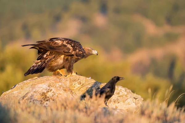 Altın Kartal (Aquila chrysaetos), Sierra de Guadarrama, Madrid, İspanya.