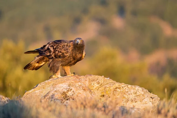 Altın Kartal (Aquila chrysaetos), Sierra de Guadarrama, Madrid, İspanya.