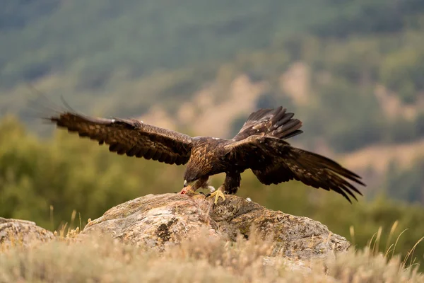 Aranysas Aquila Chrysaetos Sierra Guadarrama Madrid Spanyolország — Stock Fotó