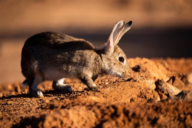 Avrupa tavşanı (Oryctolagus cuniculus))
