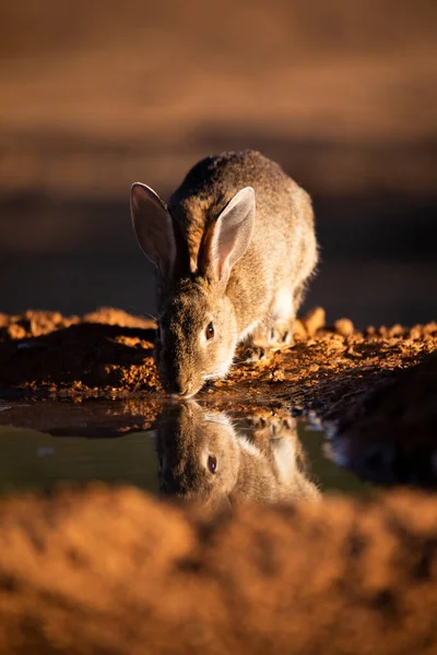 Europeiska Kaniner Oryctolagus Cuniculus — Stockfoto