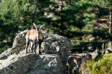 İber dağ keçisi, İspanyol dağ keçisi, İber vahşi keçisi (Capra pyrenaica)