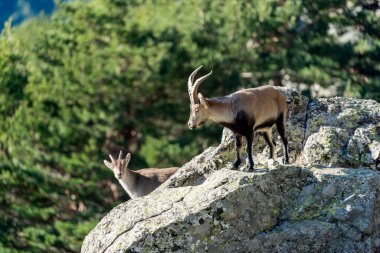 İber dağ keçisi, İspanyol dağ keçisi, İber vahşi keçisi (Capra pyrenaica)