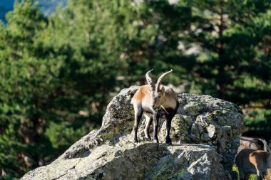 İber dağ keçisi, İspanyol dağ keçisi, İber vahşi keçisi (Capra pyrenaica)