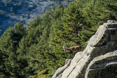 İber dağ keçisi, İspanyol dağ keçisi, İber vahşi keçisi (Capra pyrenaica)