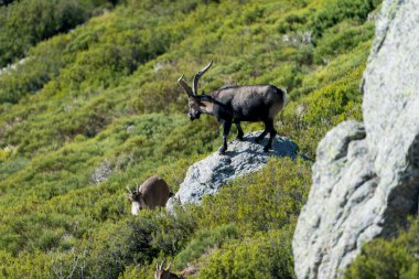 İber dağ keçisi, İspanyol dağ keçisi, İber vahşi keçisi (Capra pyrenaica)
