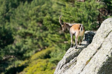 İber dağ keçisi, İspanyol dağ keçisi, İber vahşi keçisi (Capra pyrenaica)