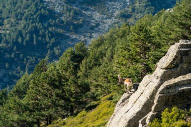 İber dağ keçisi, İspanyol dağ keçisi, İber vahşi keçisi (Capra pyrenaica)