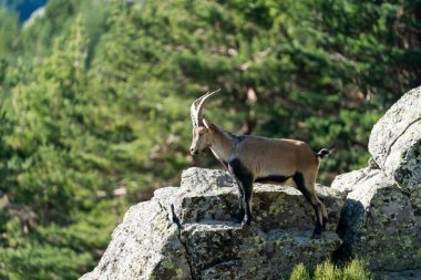 İber dağ keçisi, İspanyol dağ keçisi, İber vahşi keçisi (Capra pyrenaica)