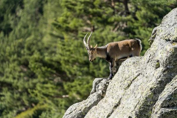 İber dağ keçisi, İspanyol dağ keçisi, İber vahşi keçisi (Capra pyrenaica)