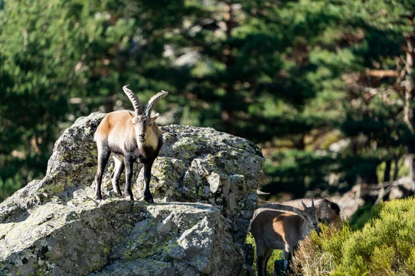 İber dağ keçisi, İspanyol dağ keçisi, İber vahşi keçisi (Capra pyrenaica)