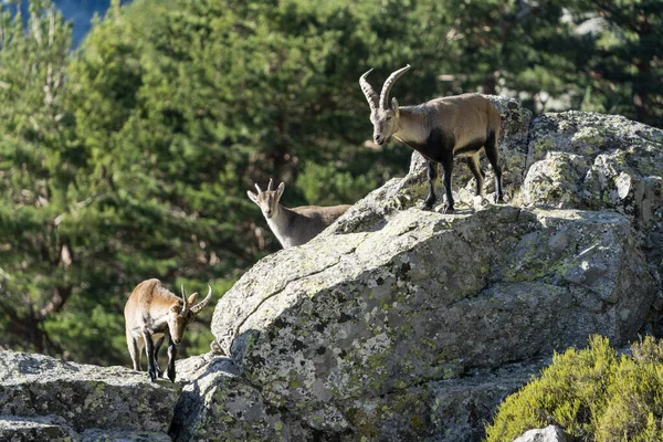 Ibex Ibérico Ibex Espanhol Cabra Selvagem Espanhola Cabra Selvagem Ibérica — Fotografia de Stock