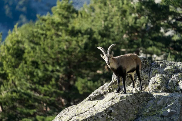 Iberische Steenbok Spaanse Steenbok Spaanse Wilde Geit Iberische Wilde Geit — Stockfoto